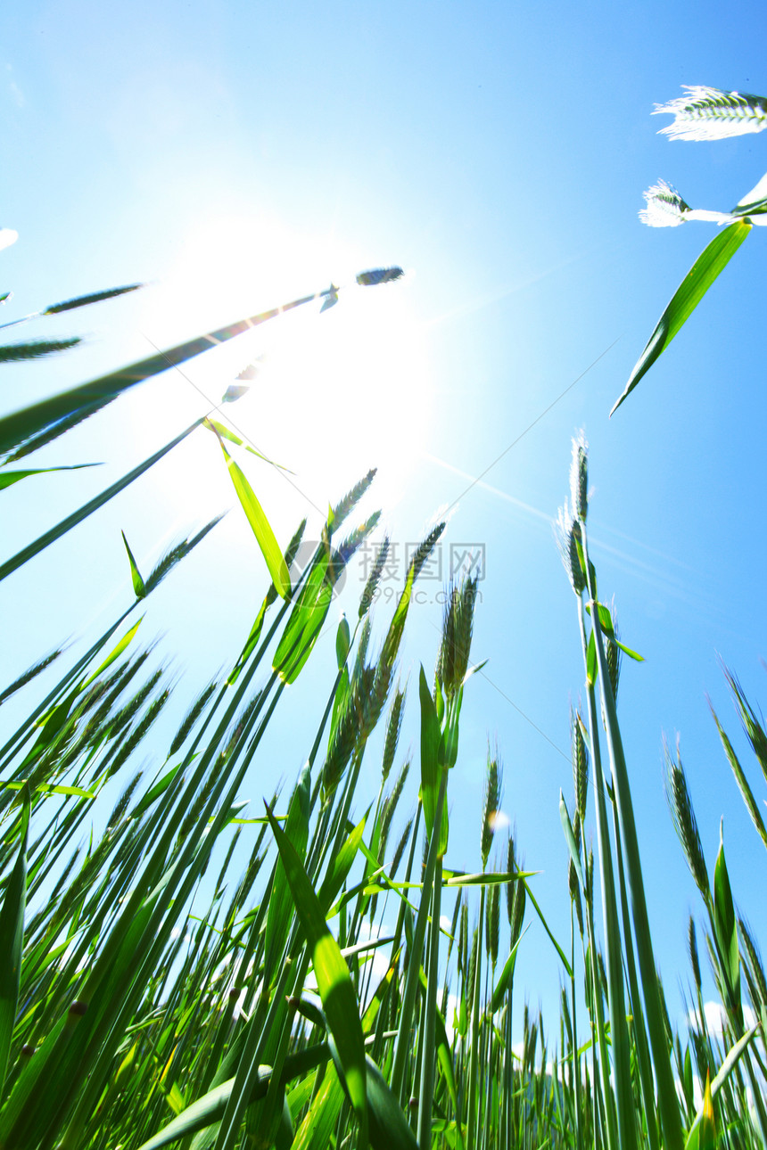 蓝天背景下的夏季麦田夏天的麦田图片