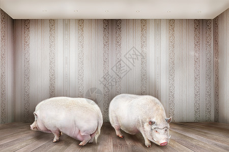 创造的两只猪站房间里高清图片