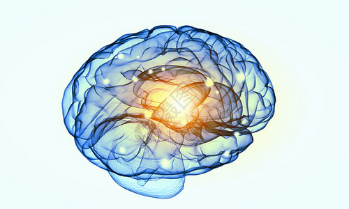 人类的头脑白色背景下人脑的科学图像图片