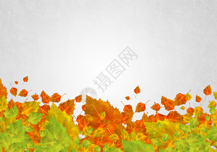 秋天的背景白色背景上五颜六色的叶子的图像文字的位置自然的高清图片素材