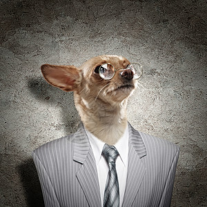 穿着西装的狗的滑稽肖像抽象背景上穿西装的狗的滑稽肖像拼贴背景
