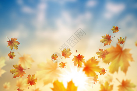 秋天的叶子背景图像与秋季落叶高清图片