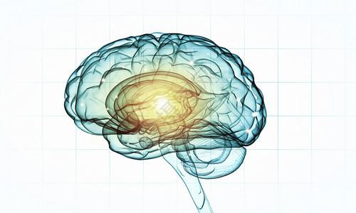 人类的头脑白色背景下人脑的科学图像背景图片