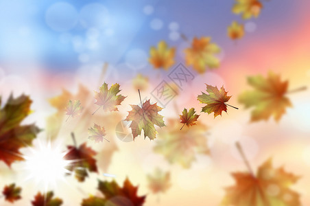 秋天的叶子背景图像与秋季落叶高清图片