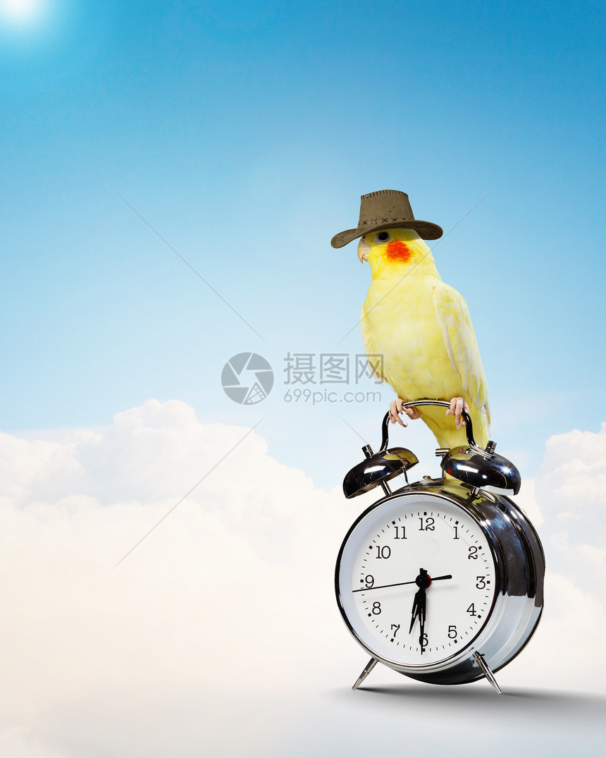 戴着领航帽的鹦鹉戴着滑稽帽子的滑稽鹦鹉的形象图片