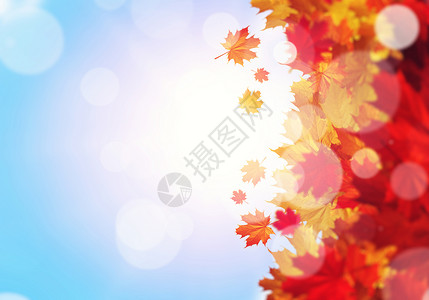 橡树叶子秋天的背景背景上五颜六色的叶子的图像文字的位置设计图片