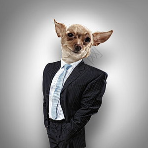 穿着西装的狗的滑稽肖像抽象背景上穿西装的狗的滑稽肖像拼贴背景