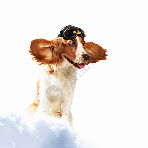 戴头盔飞行员的狗子拼贴只戴头盔的狗飞行员天空的梦想趣的拼贴画背景图片