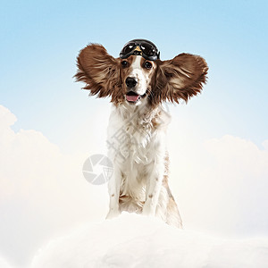 戴头盔飞行员的狗子拼贴只戴头盔的狗飞行员天空的梦想趣的拼贴画背景图片