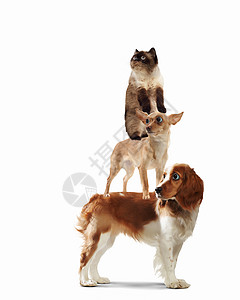 单身联盟三只狗三只家庭宠物三只家宠物灯光背景下挨着趣的拼贴画背景
