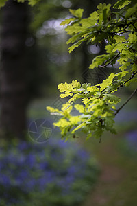 春季蓝铃木野外景观的浅深背景图片