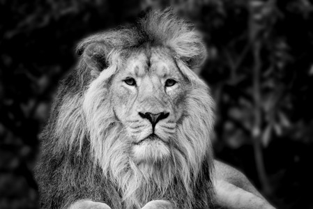 美丽的黑白相间的亚洲狮子豹子照片图片