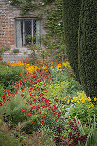 花园植物边框美丽的浅深田野景观形象的英国乡村花园与生机勃勃的郁金香春天的花朵接壤背景