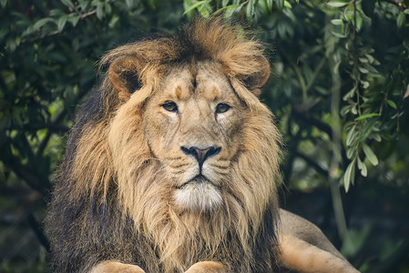 美丽的亚洲狮子豹狮子座肖像背景图片