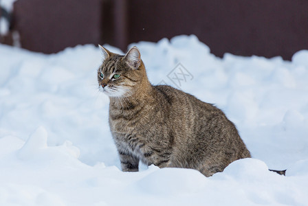 猫雪冬天的雪中猫出来背景