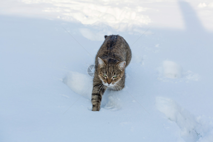 冬天的雪中猫出来图片