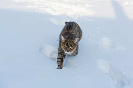 冬天的雪中猫出来背景