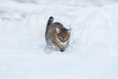 猫雪冬天的雪中猫出来背景