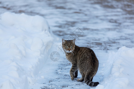 冬天的雪中猫出来背景