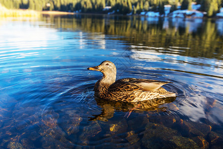 神奇宝贝胖丁山湖上神奇的马拉德鸭背景