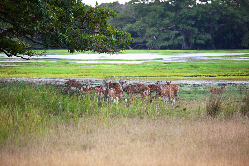 斯里兰卡雅拉公园的野生斑点鹿图片