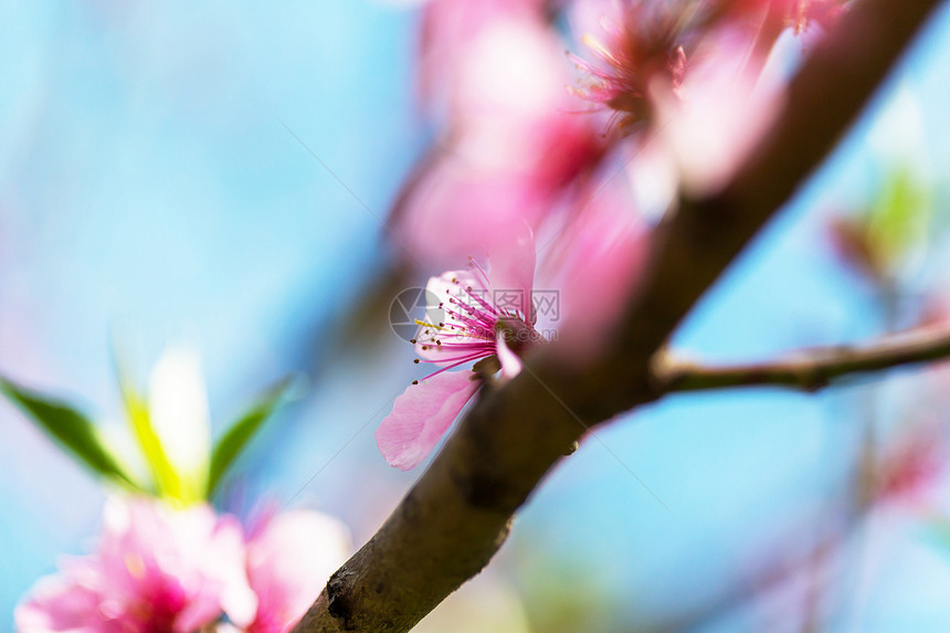 樱花春天的花园里盛开图片