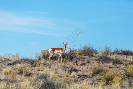 美洲草原叉角羚羚羊,犹他州,美国图片