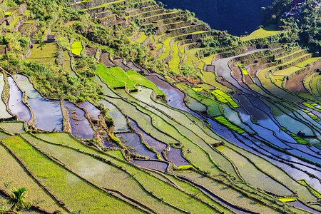 菲律宾美丽的绿色水稻梯田吕宋岛的水稻种植高清图片