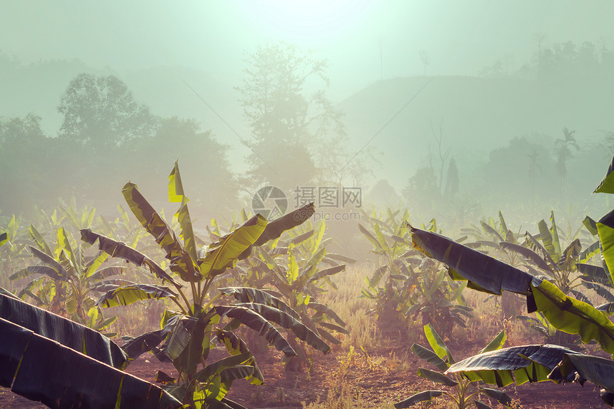 香蕉种植园图片