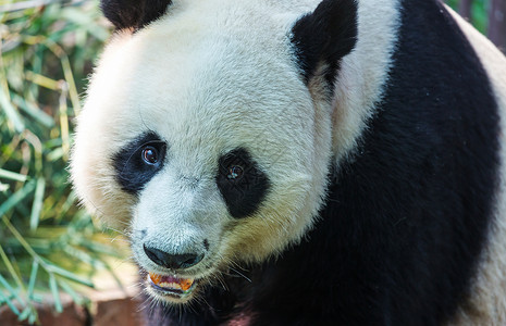 漂亮的大熊猫瓷器高清图片素材
