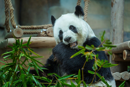 漂亮的大熊猫毛皮高清图片素材
