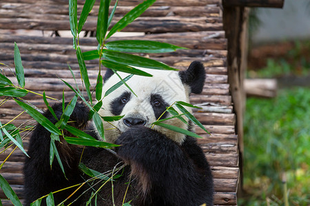 漂亮的大熊猫瓷器高清图片素材
