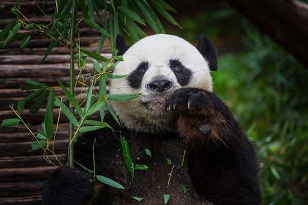 漂亮的大熊猫脂肪高清图片素材