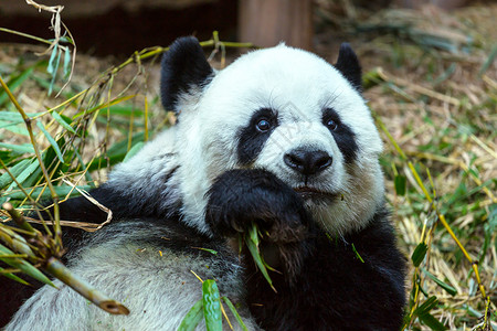 漂亮的大熊猫自然高清图片素材