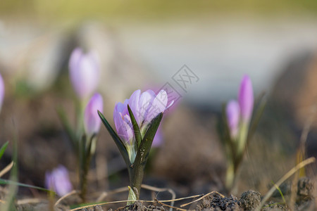 春花,特写镜头背景图片