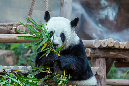 漂亮的大熊猫食物高清图片素材