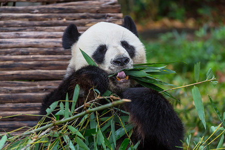 漂亮的大熊猫可爱的高清图片素材