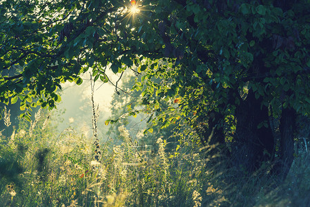 日出时间的夏季森林鼓舞人心的夏季背景背景图片