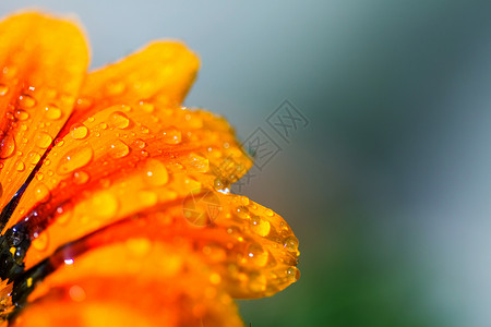 用水滴靠近橙色的花背景图片