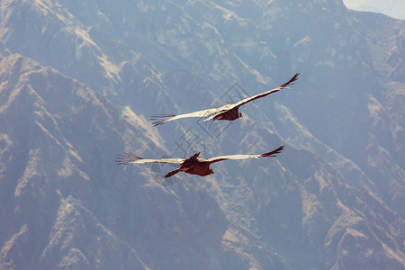 秘鲁科卡峡谷里的飞行高清图片
