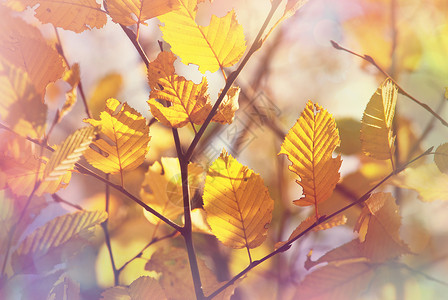 秋天季节五颜六色的黄叶特写镜头适用于背景图像纹理高清图片素材