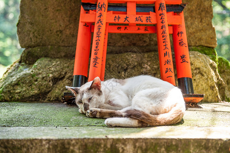 托里门福希米伊纳里神社猫,京都,日本图片