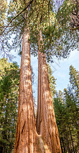 秋葵公园加州,美国背景图片