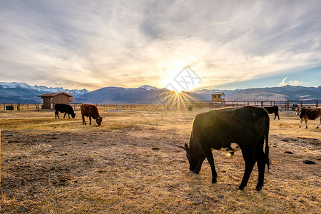 奶牛日落的田野上,加利福尼亚,美国农田高清图片素材
