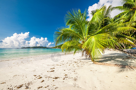 美丽的海滩与棕榈树塞舌尔,普拉斯林,科特Do背景图片