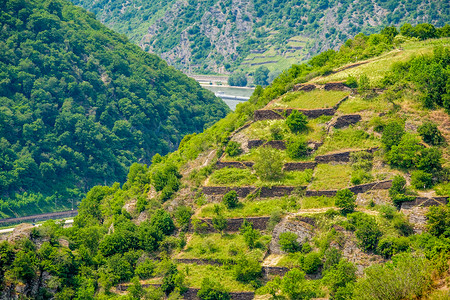 德国莱茵河谷莱茵峡谷的葡萄园高清图片