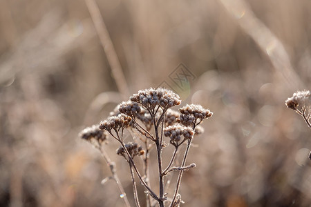 季节变化,草与晨霜图片