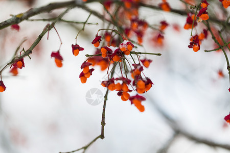 自然环境纺锤形树冬果香树枝冬生果实的纺锤形羽状分枝高清图片