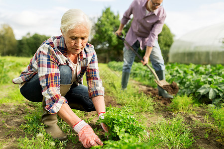 农业,园艺,农业人的快乐的老夫妇夏季农场的花园工作背景图片