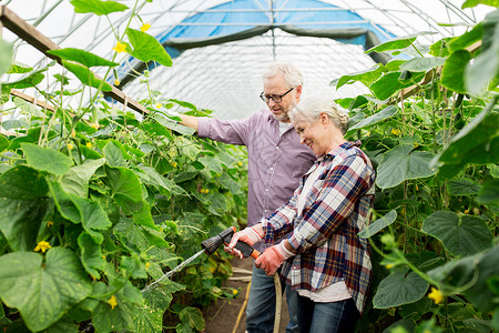 农业,园艺,农业人的快乐的老夫妇花园软管浇水植物黄瓜幼苗农场温室背景图片